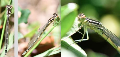 Coenagrion sp.